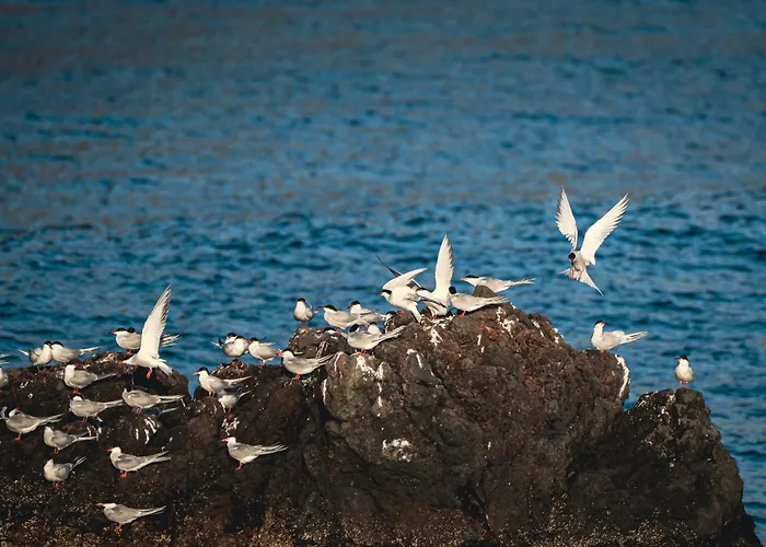 Дом отдыха Casa Da Praya Орта