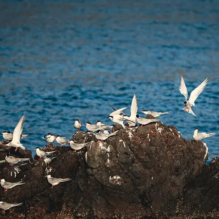 בית נופש Casa Da Praya הורטה